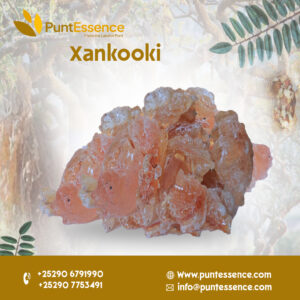 Acacia Gum – from the Xankookib Tree (Acacia ankokib) – Somalia Origin